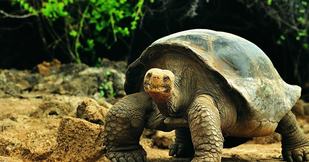 Galapagos grande