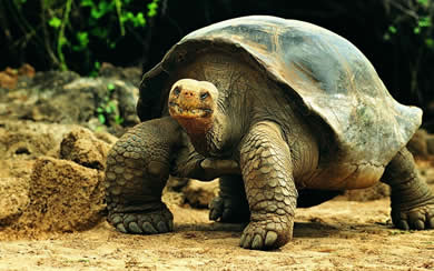 galapagos 1